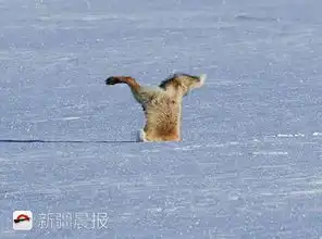 狐狸跳雪见过没腾空跃起一米高,一头扎进雪地