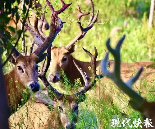 麋鹿鹿角正脱胎换骨,为鹿王争霸做准备