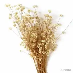送你一篮子花文案
