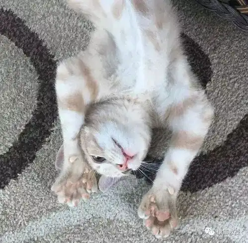 网友惊奇发现我家猫竟然有大拇指