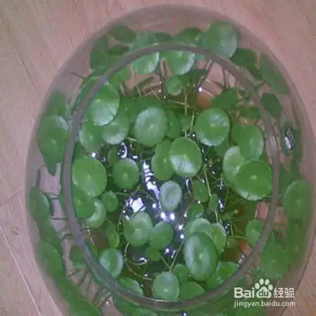 铜钱草怎么养,土养好还是水养的好