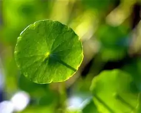安蒂雅流传千年的护肤秘方