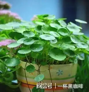 栽培铜钱草,教你个最适合的方法,茎秆粗壮,长满铜钱叶