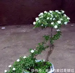 想要养好满天星,最不能缺这1招,不然植物乱长无美感
