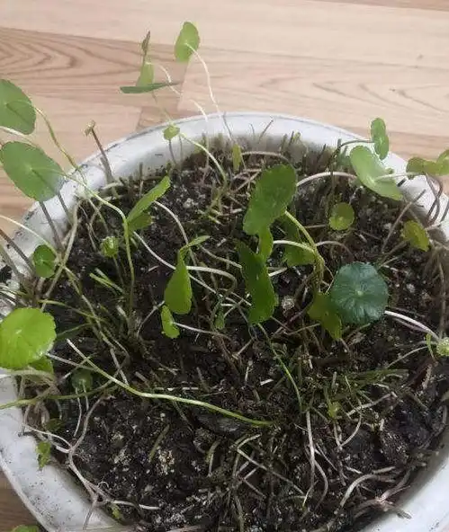 铜钱草夏天不怕晒,扔阳台浇浇水,都能开出满盆花