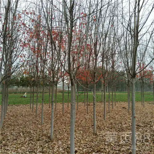 9公分美国红枫种植方法长期批发美国红枫-黄页88网