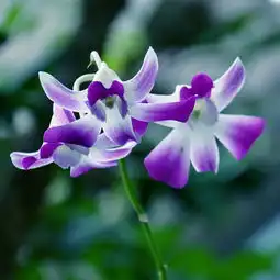 兰花怎么养兰花品种兰花价格兰花花语土巴兔家居百科