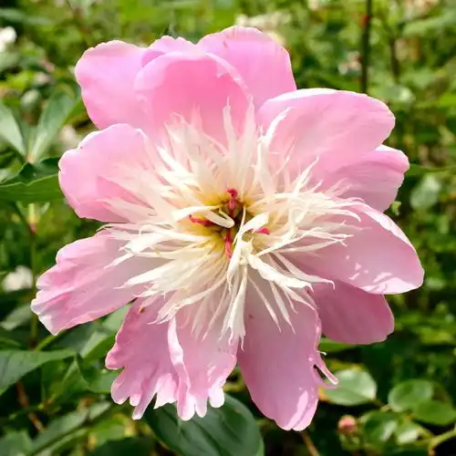 7月初期,桃花满地,4大生肖喜获好姻缘,摆脱单身,日子乐开怀感情