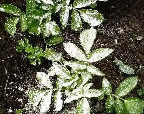 养花时学会使用硅藻粉,让病虫害远离植物,种花变轻松活