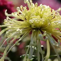 清净高洁空间唯美菊花qq头像花的图片大全