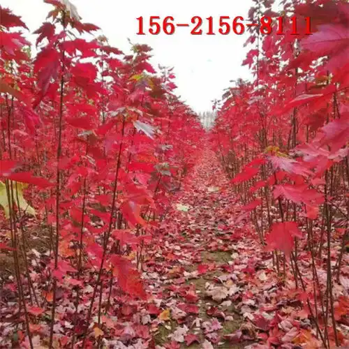 美国红枫图片展示3456公分红枫7公分红点红枫