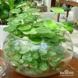 铜钱草怎么种