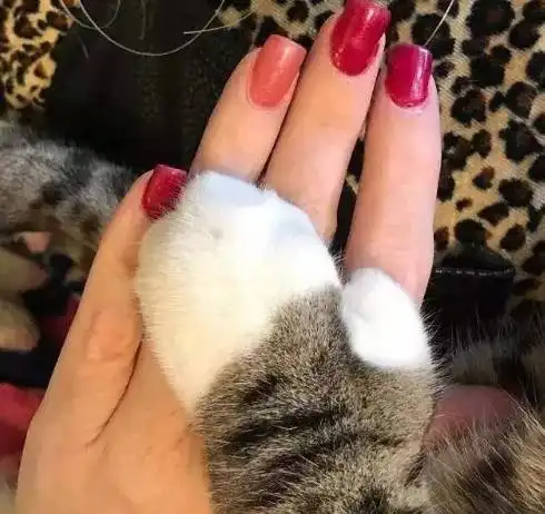 网友惊奇发现我家猫竟然有大拇指