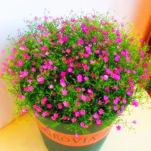 精品满天星花种子四季易种花开不断净化空气室内阳台盆栽花卉草籽