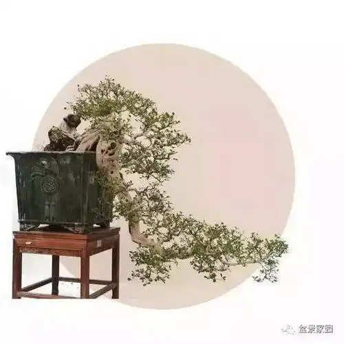 夫妻感情和家里的植物也有关,有些盆景植物千万别往家里搬