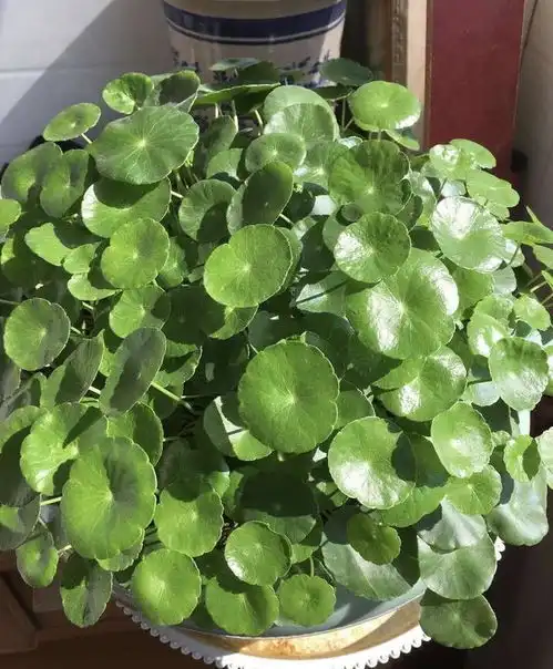 这些盆栽都是喝水的,成桶成桶的喝,个个花枝招展一大盆