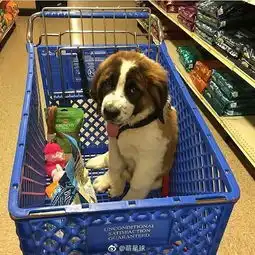 活泼好动的小汪星人逛超市好的样子也很可爱