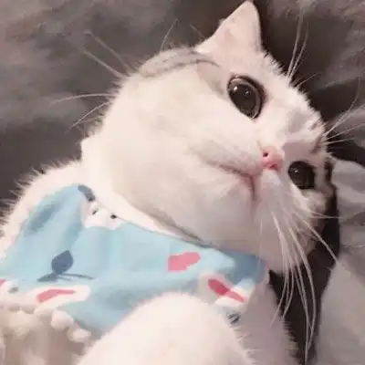 猫咪头像萌图片高清可爱猫咪头像大全