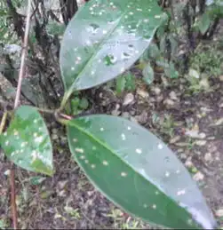 该植物是小叶女贞吧,有何病虫害