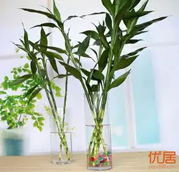 格调高雅的水培植物又是最好养的懒人植物