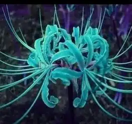 曼珠沙华彼岸花黄泉花和曼陀罗花带诅咒的花的传说