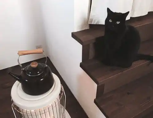 都说黑猫不吉利看了这些你还这么认为吗
