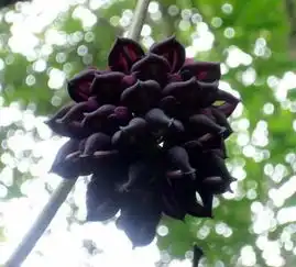 求安妮宝贝的所有小说及黑色彼岸花的图片