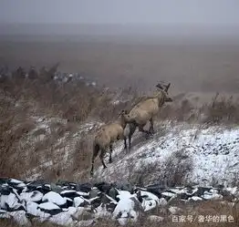 江苏盐城大丰麋鹿自然保护区银装素裹麋鹿成风雪中最美的精灵