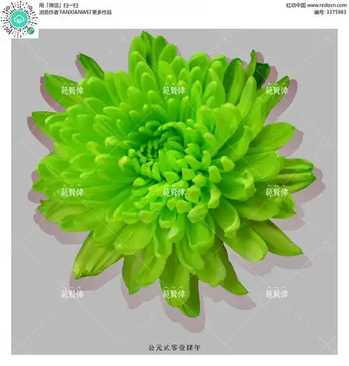 绿色菊花抠图其他素材免费下载红动中国