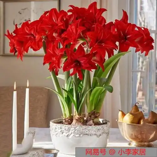 5种花,一年生一窝,新手都能养爆盆,谁养谁赚种球芦荟铜钱草朱顶红虎皮兰多肉植物网易订阅