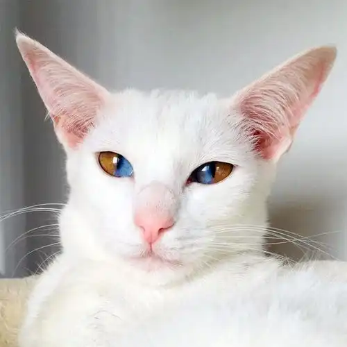 20只天生与众不同的猫咪,萌化了你的小心肝