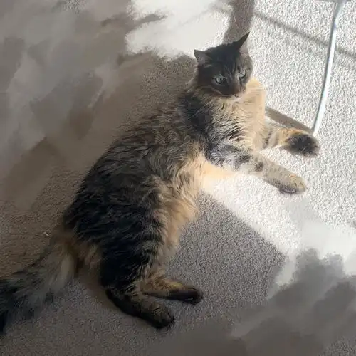 我的猫是缅因猫还是狸花猫啊