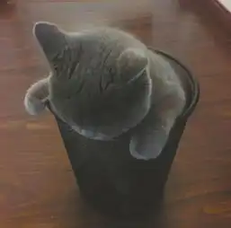 三位上班族铲屎官养的不是猫,是噬元兽