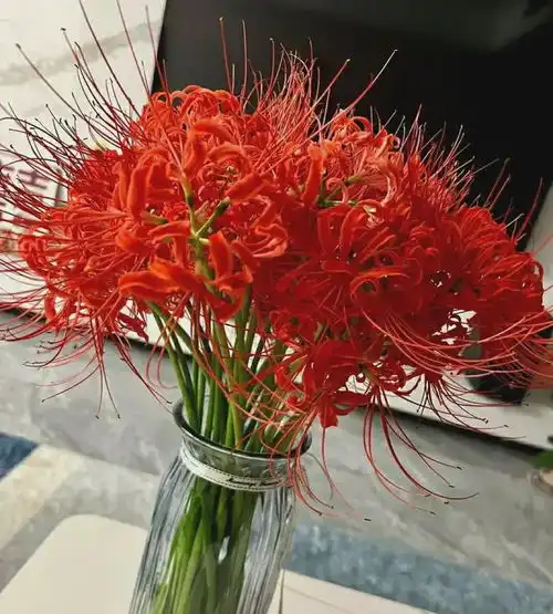 有钱人都不会养这4种花,颜值低还不爱开花,越养越不顺