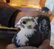 黄页88高清图片