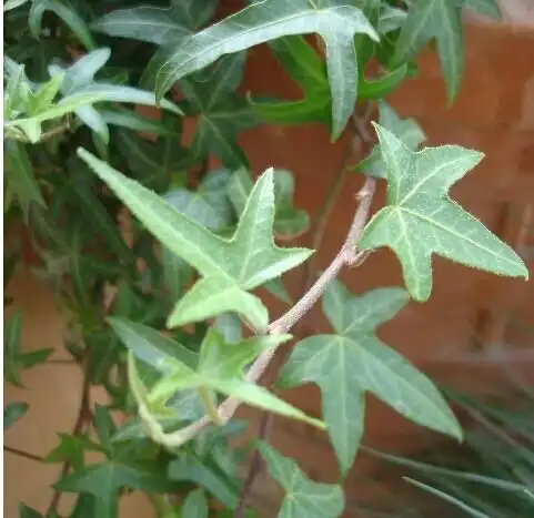 台湾菱叶常春藤