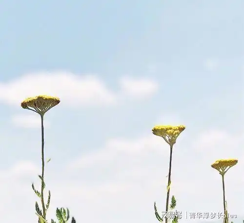 唯美的感悟人生的句子,发朋友圈引人共鸣