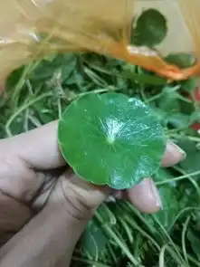 请问,到底是金钱草还是铜钱草谢谢有人说是金钱草多数在水边长