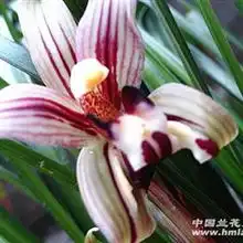 春兰.康乐喋.前茏清秀5苗双花组.