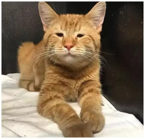 猫咪总是一脸忧伤,但由于善于社交,终于过上了幸福的生活