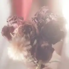 hahvahdharvardqq音乐