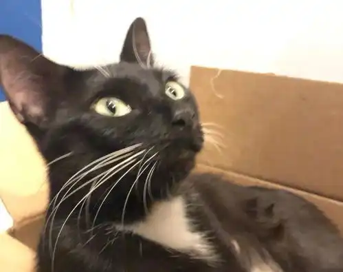 流浪猫爱吃女孩的煎肉,2周后带小猫来求助,小猫病好后不肯走了