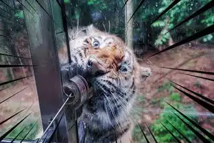 前方高能疯狂动物城有猛兽出没,请保管好自己的小心脏