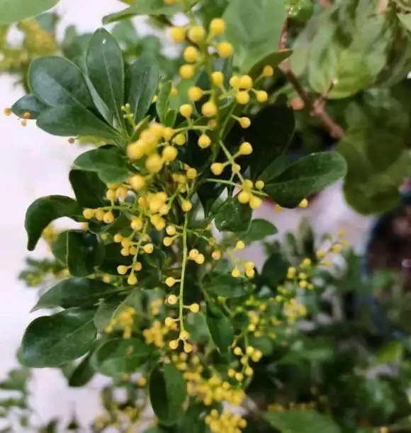 客厅养盆米兰花,稍微晒晒太阳,定期追肥,花苞开成满天星