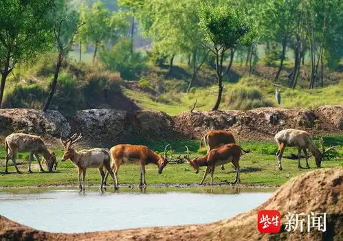 江苏大丰麋鹿自然保护区,成野生麋鹿的自然家园