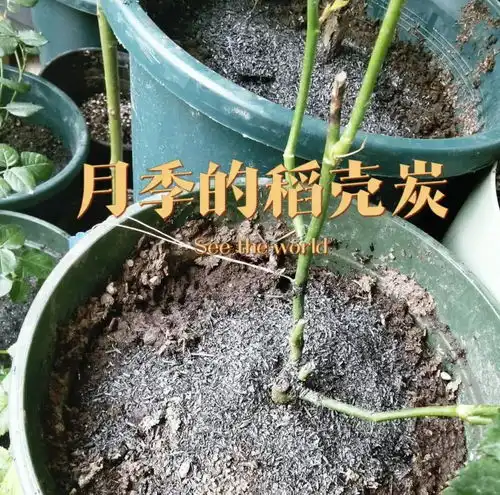 稻壳炭很少有人用,多肉养的利器,加在土里,抑制病虫害多肉植物稻壳草木灰手机网易网
