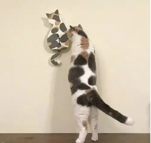 买的包包和猫撞衫,我家猫看我的眼神都不对了