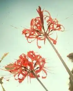 测试一个超长简介的文章