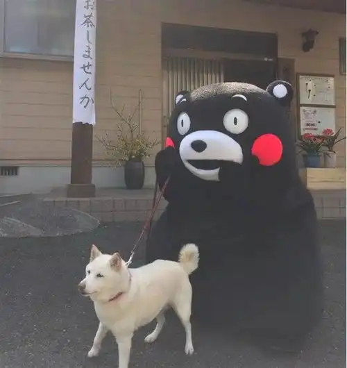 顶级旧官立大学,位于熊本熊的故乡,熊本大学比你想象得更厉害