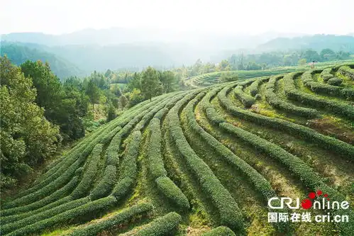 悠悠独山绿绿茶田采出村民致富路